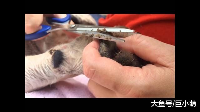 什么是狗狗脚垫角化过度？为什么会这样？怎么治疗角化过度？