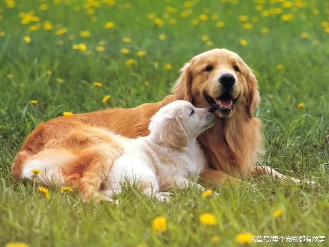 文明养狗是每位宠主的责任，为了狗子，也是为了自己