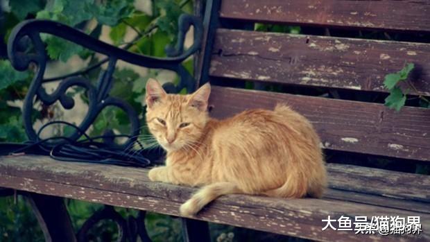 流浪猫经常被一些坏人抓走伤害，那么我们应该如何帮助流浪猫？