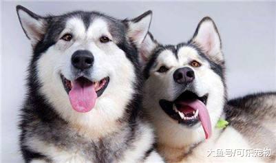 哈士奇和老虎从小一起长大，二哈把老虎收为小弟，还把老虎带跑偏