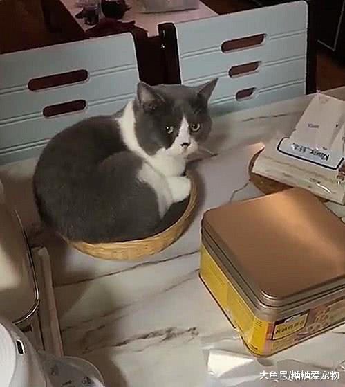 小猫为证明小竹筐是它的就把自己硬塞进去，喵：看，是不是合适！