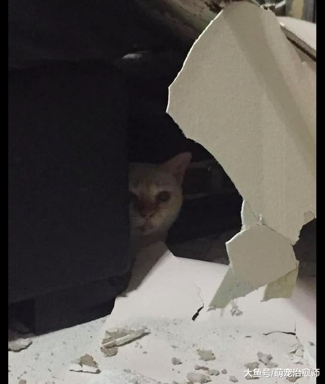 貓咪吃得太胖，結果把家里的天花板都壓塌了！貓：發生了什么？