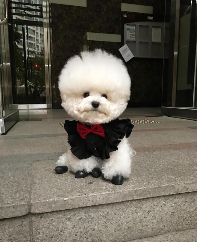 比熊犬的寿命只有12-14岁, 这“3点”可以延长狗狗寿命, 陪你更久!