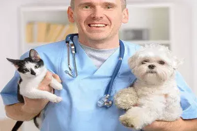 小问题可能变大病, 生病要去医院, 猫肉垫脱皮或导致猫艾滋白血病