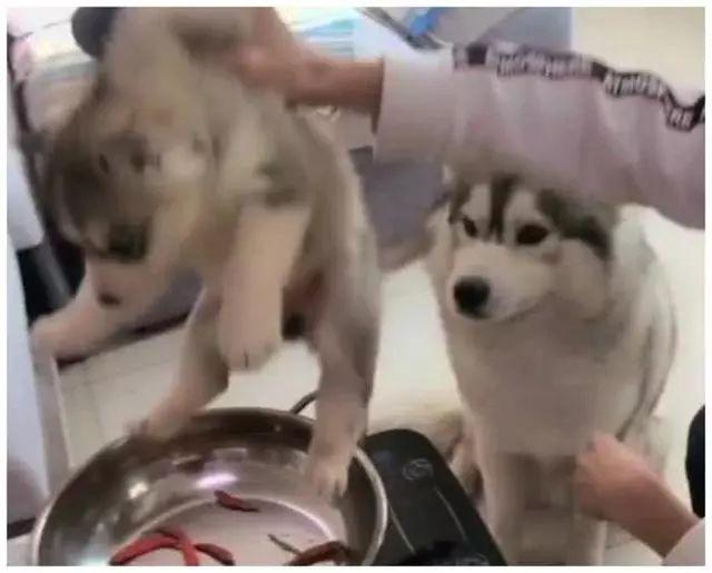 主人把小狗假装炖掉，母二哈全程助攻，生怕配料少放了