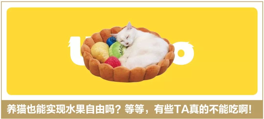 挖煤工脸可不是猫咪专属，TA还有这些小伙伴们！