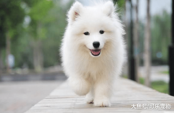 带着狗出去玩，结果遛狗把狗都遛累了，主人只好背着狗回家