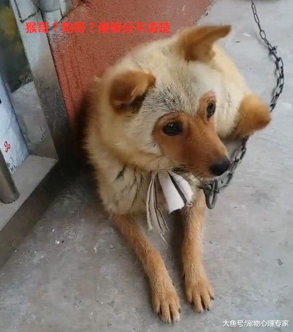 男子回农村老家，一进院子就被狗逗笑了：猴哥，投错胎了吧？