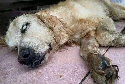 对宠物狗来说, 出门“牵引”也是一种爱!