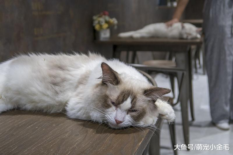 萌宠：玻璃胃的布偶猫日常应该注意什么？