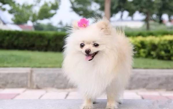 比嫩模还火! 天生蛇精耳+夜店风眼线! 超人气混血网红狗!