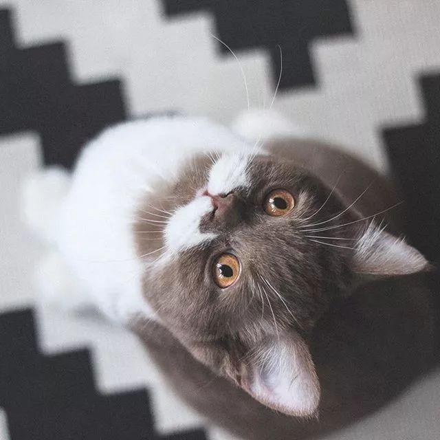 這只拿鐵配色的貓，會讓你引起極度舒適！| 顏值俱樂部