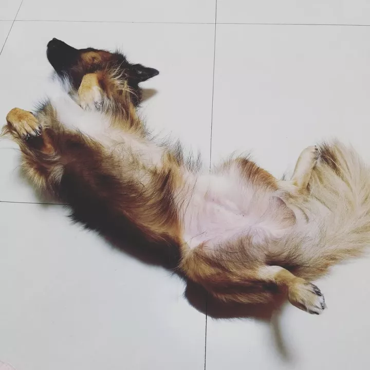 不怕养狗太操心，就怕狗子瞎操心！