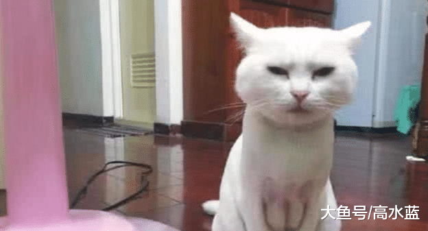 这只“胸肌”发达的猫咪火了：你们看什么看，不觉得自卑吗？