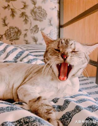 为了清凉将猫咪剃光光？喵摆出臭脸质问，这让我怎么出门见人啊