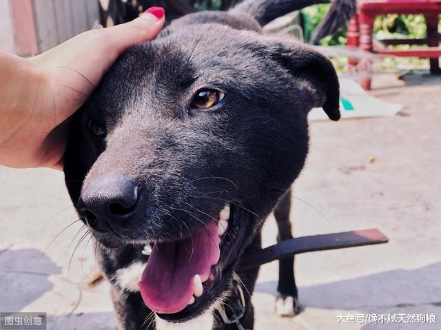 这五种狗狗，对主人绝对是“忠心”，一口饭跟你一辈子