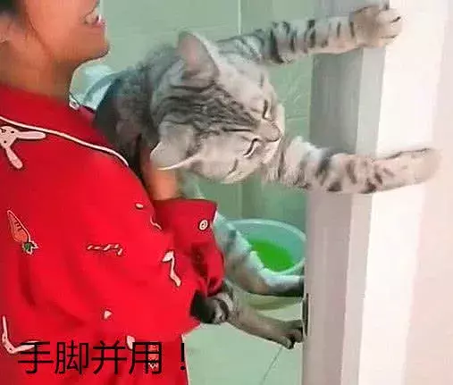 貓咪用生命抗拒洗澡，低頭看到它的眼神，姑娘笑到肚痛