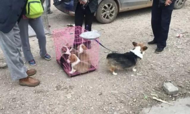 柯基犬产下三只幼犬, 原本是件开心的事, 但最后却被主人拿去卖钱