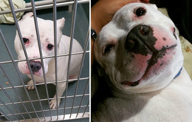 6只狗狗被领养前后的对比图，人类的爱让它们变化超大！