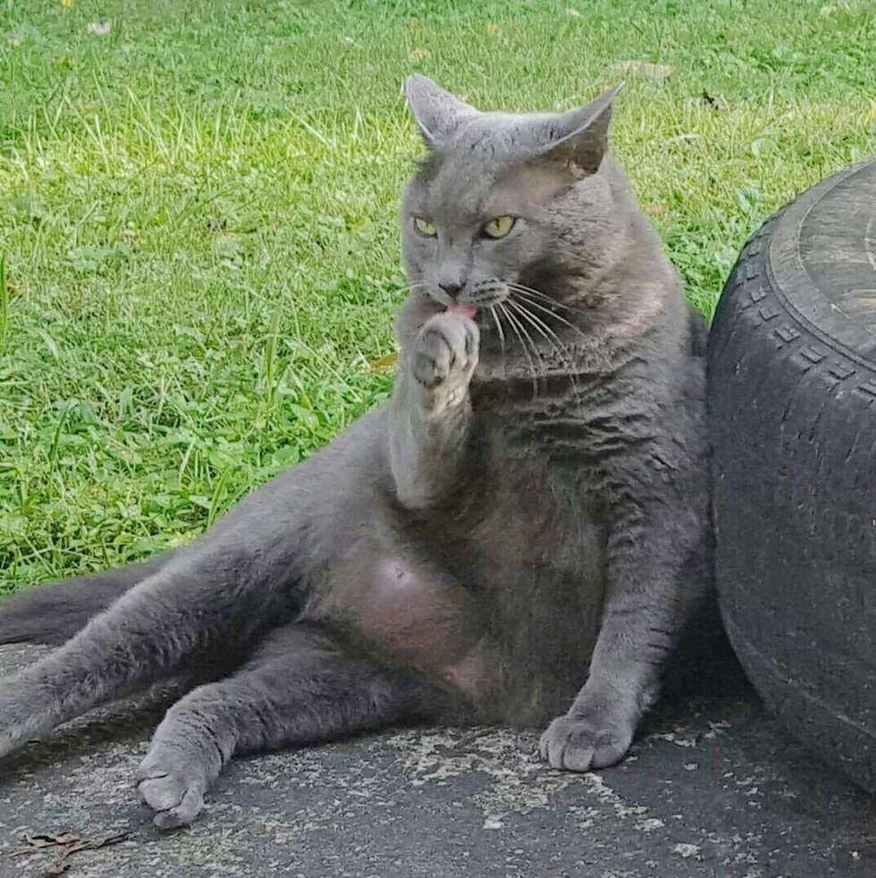 喂养流浪猫一年，终于成功晋升为铲屎官，喜提猫咪