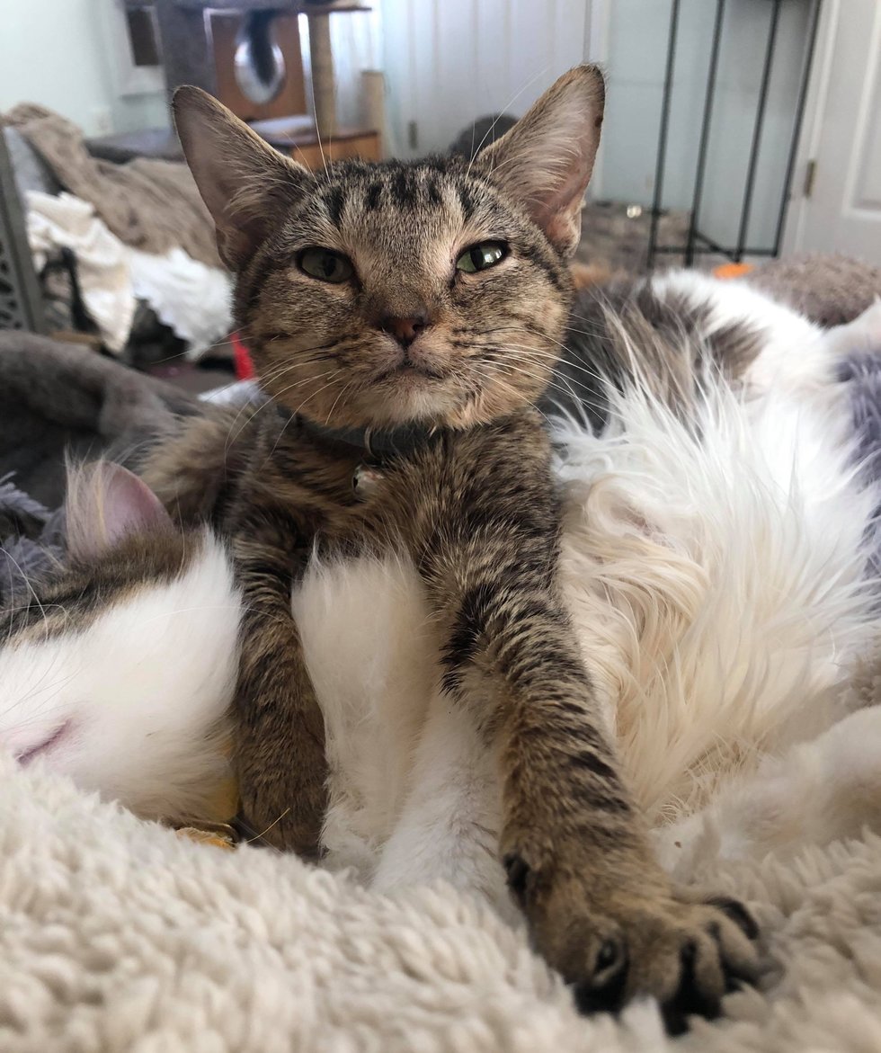 猫咪患上怪病，体型只有两个月大，却用爱治愈收容所新同伴！