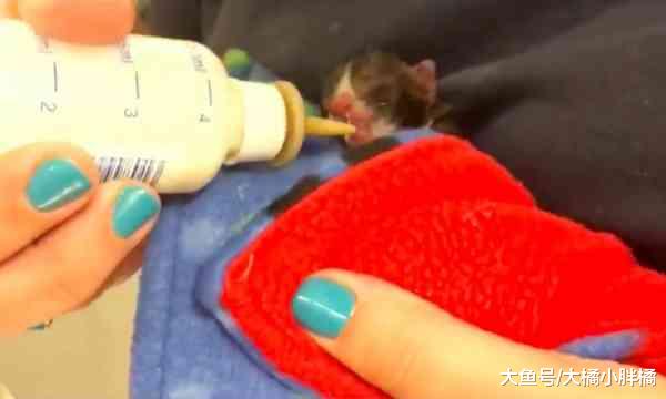 濒临死亡的猫妈妈，坚持要生下孩子们，为了孩子牺牲自己也值得