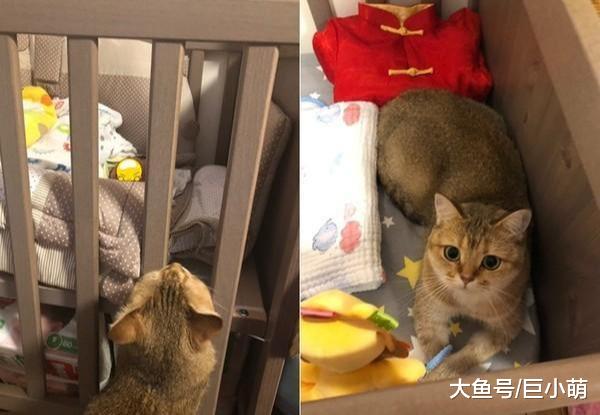 主人怀孕，猫咪自觉失宠一直躲着，后来看到宝宝哭还叼猫粮哄他