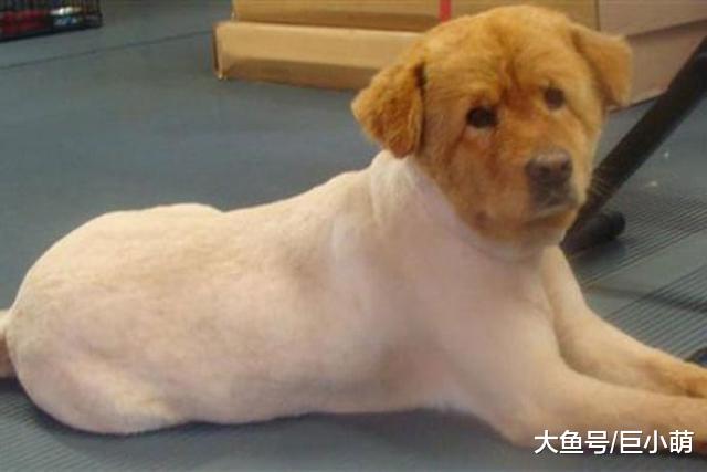 狗狗屁股脏了，除了清洗，还可以这样来处理