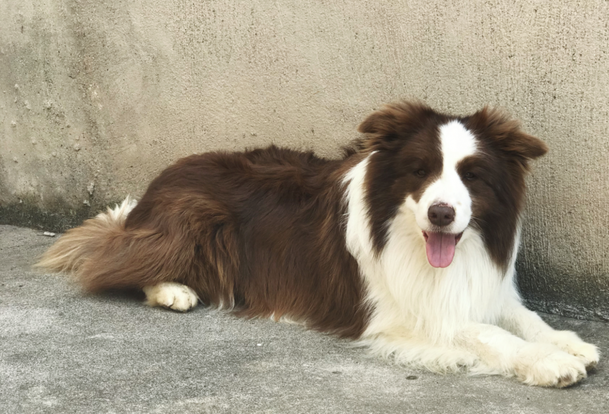 我家边牧肚子上起了红色小疙瘩是怎么回事啊？