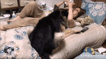 德牧从小要主人抱着睡，结果现在3岁了，还以为自己是小狗