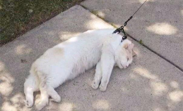 養貓不需要遛？那你就想錯了，出門遛貓的好處比待家里還要多