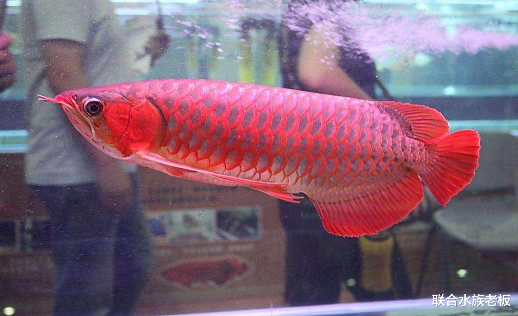 好红龙鱼的标准