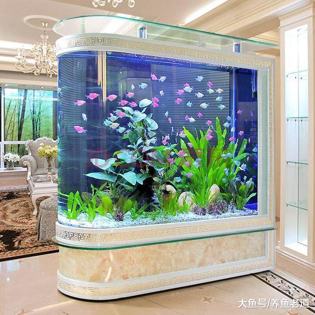 飼養觀賞魚，會有哪些因素影響到水中溶解氧的含量？