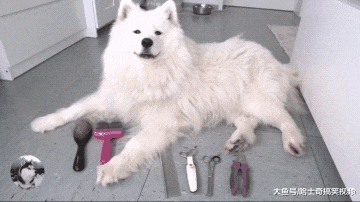 妹子养了只大白狗，结果第二年就悲剧了，这是“棉花糖”吧