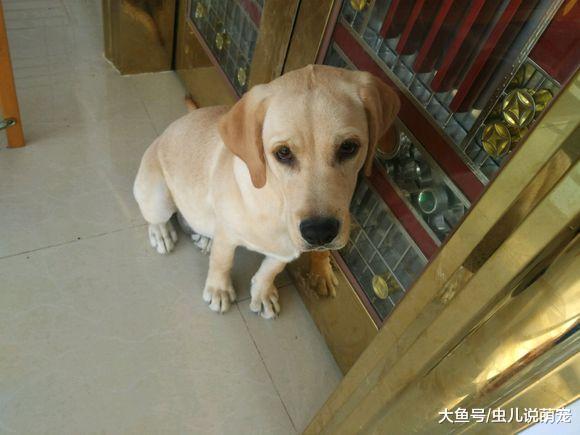 拉布拉多不知道怎么了，它一直闷闷不乐，宠主：难道思春了？