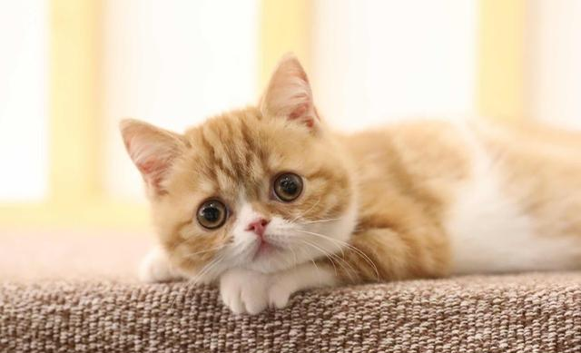 铲屎官梦想中的猫咪应有圆滚滚的大脸，但自家猫主子为何总吃不圆