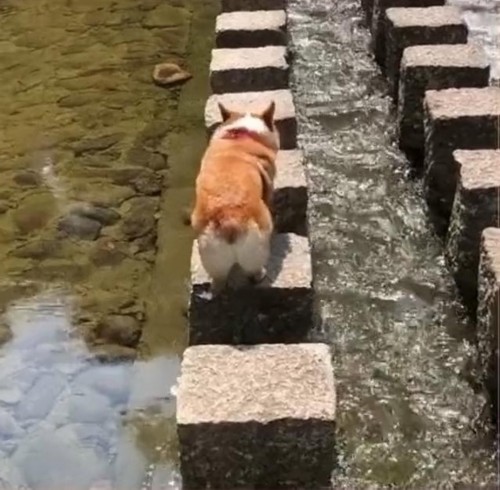3只狗比拼过石墩桥，连柯基都麻溜地过去了，它居然能掉水里！