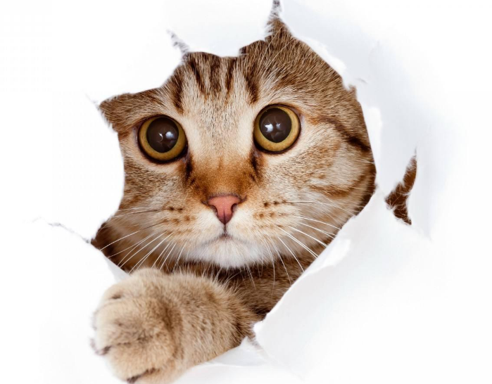 你的猫喜欢镜子吗？