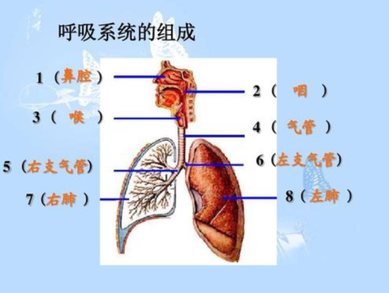 每天吸猫PK偶尔呼吸PM2.5超标的空气，哪个对肺危害更大？