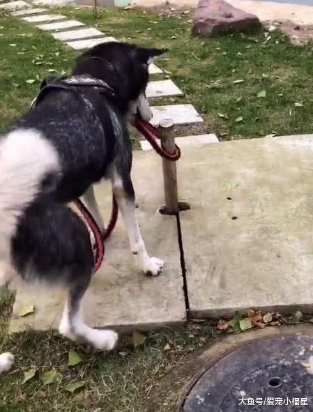 主人將兩只哈士奇用繩子拴住，結果二哈之間智商的差距顯露無疑！