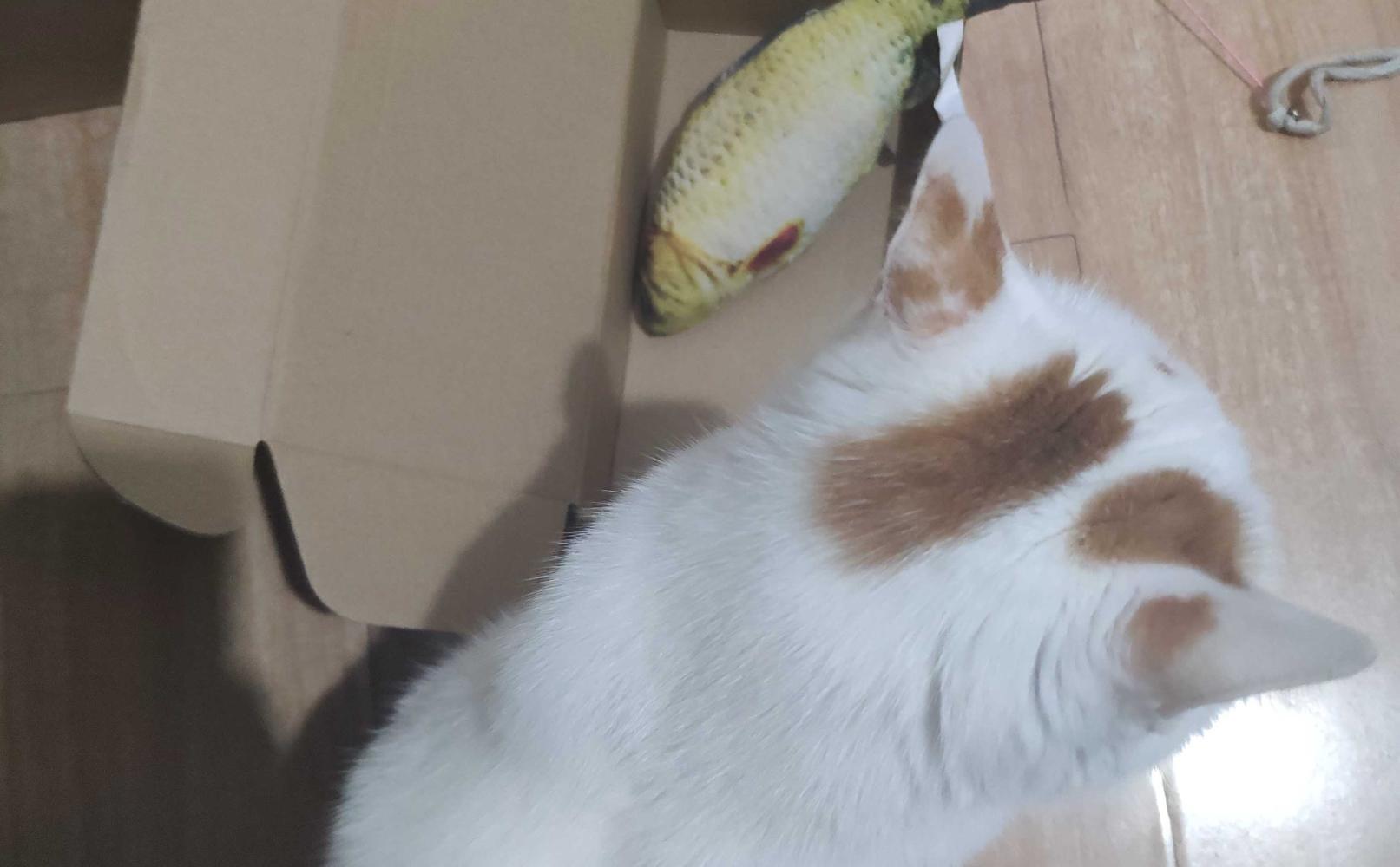 猫咪都是液体