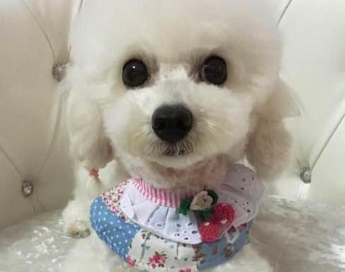 铲屎官给泰迪买了张小木床, 泰迪的睡姿亮了, 笑的主人胃抽筋