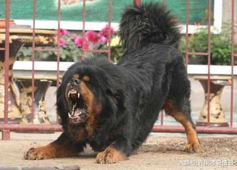 森林之王能不能秒杀藏獒？事实上可以顶上几个回合