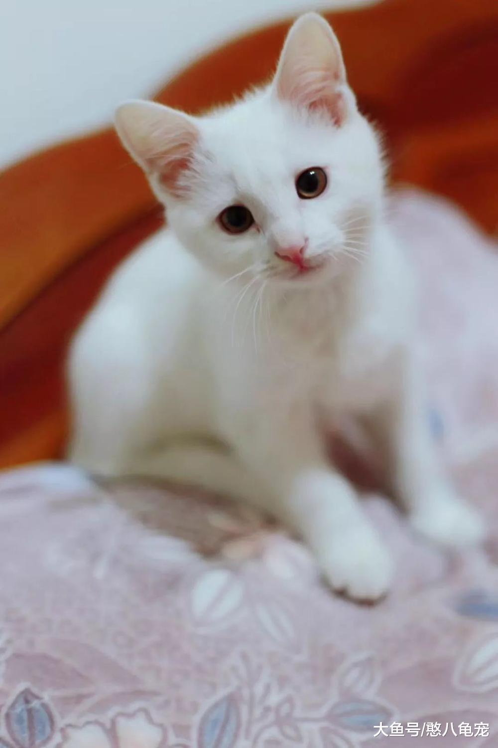 小隐的素言素语: 小Angel呀, 你好呀!