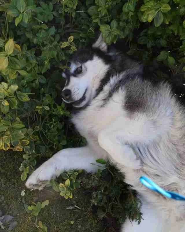 二哈叼走相机藏窝里啃坏，主人看过相机拍下的内容后却忍不住狂笑