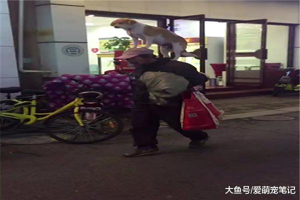 流浪漢帶狗狗散步，卻因“背狗”而走紅，感嘆這是只達到巔峰的汪