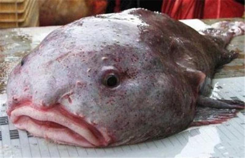 盘点三种长相奇葩的怪异动物，第一种一脸苦瓜相，堪称最悲伤