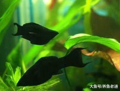这种小型鱼也能饲养爆缸，小鱼苗生下来就可投喂鱼饲料，很省事的