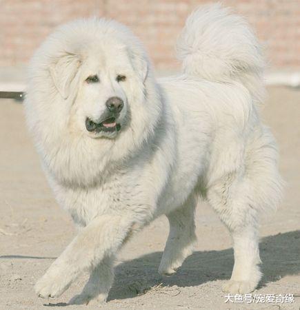 史上最为古老的4大獒犬，比狼还大，比兽还凶，藏獒不在其中