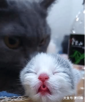 小猫喝完奶伸着舌头睡，发现主人偷拍，猫妈一脸不开心：不许拍！